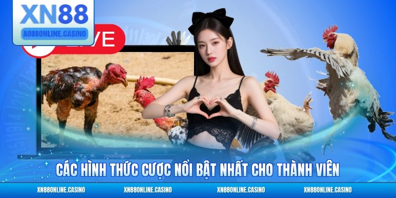 Các hình thức cược nổi bật nhất cho thành viên